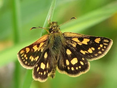 Carterocephalus palaemon