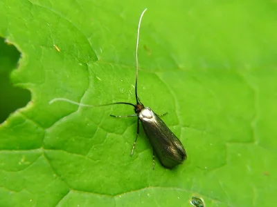 Adela reaumurella