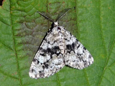 Fagivorina arenaria