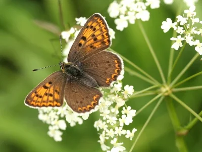 Lycaena (Heodes) tityrus