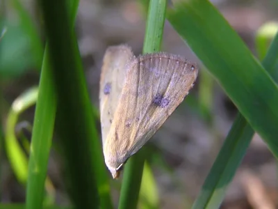 Rivula sericealis