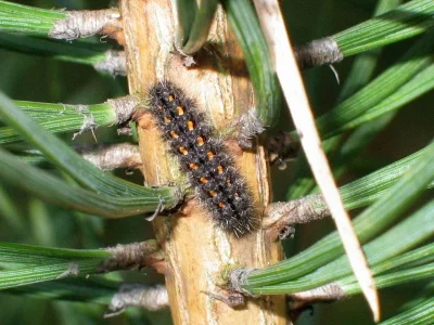 Eilema (Manulea) complana