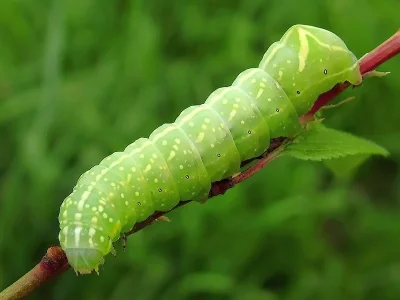 Amphipyra (Amphipyra) perflua