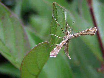 Gillmeria pallidactyla