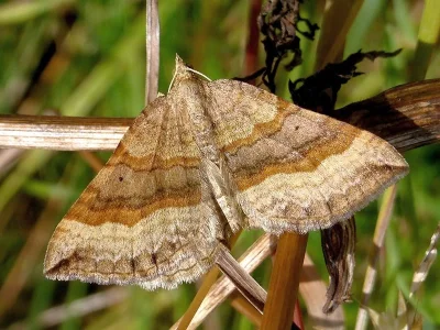 Scotopteryx chenopodiata