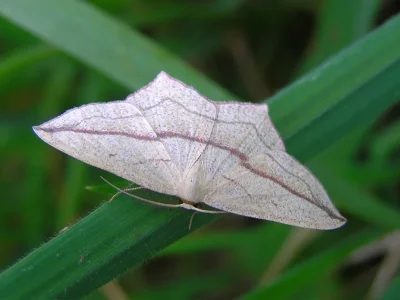 Timandra comae