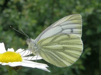 Pieris (Artogeia) napi