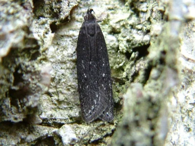 Neofaculta infernella