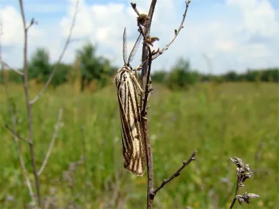 Spiris striata