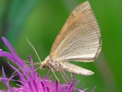 Scotopteryx chenopodiata