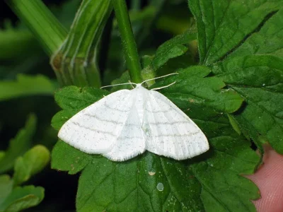Cabera pusaria