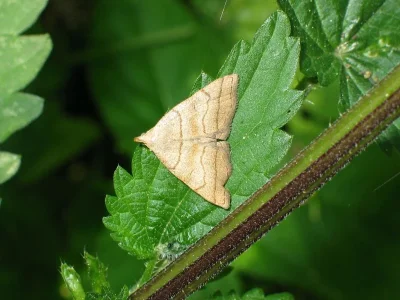 Herminia tarsicrinalis