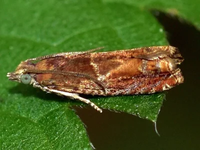 Epinotia tenerana