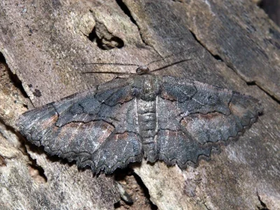 Nychiodes dalmatina