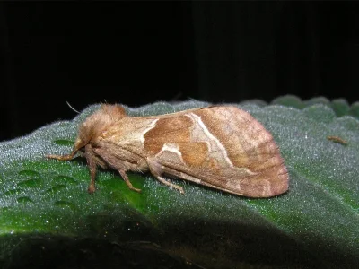 Triodia sylvina