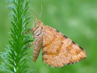 Macaria brunneata