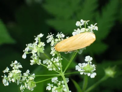 Eilema (Manulea) lutarella