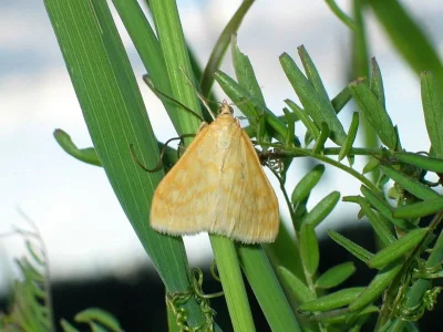 Sitochroa verticalis