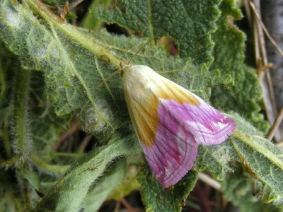 Eublemma (Eublemma) purpurina