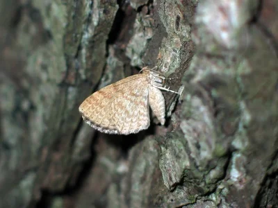 Euchoeca nebulata