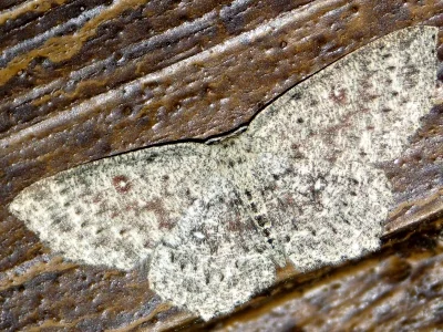 Cyclophora (Cyclophora) pendularia