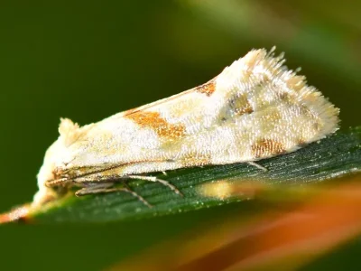 Aethes smeathmanniana