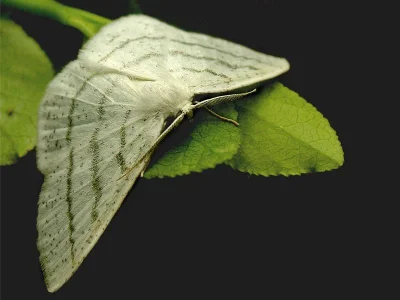 Cabera pusaria