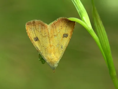 Rivula sericealis