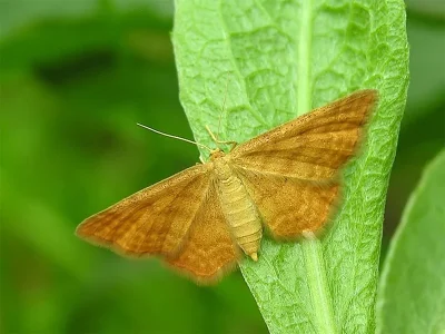 Idaea serpentata