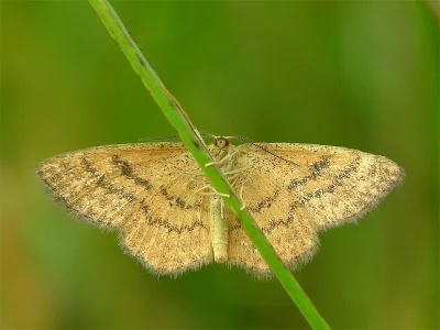 Idaea serpentata
