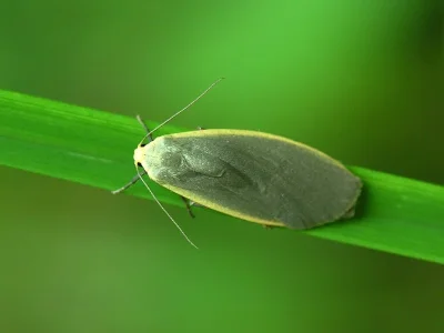 Eilema (Collita) griseola