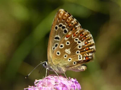 Polyommatus (Lysandra) coridon