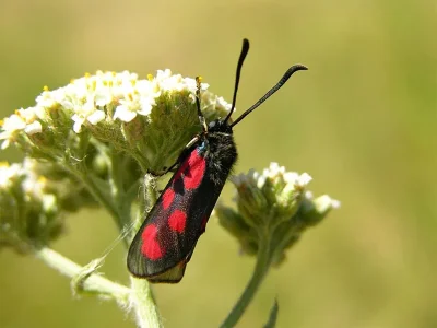 Zygaena (Agrumenia) loti