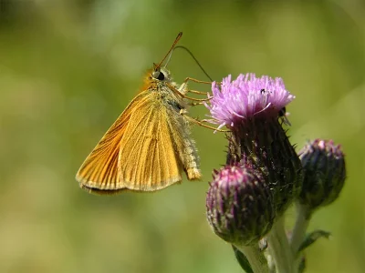 Thymelicus lineola