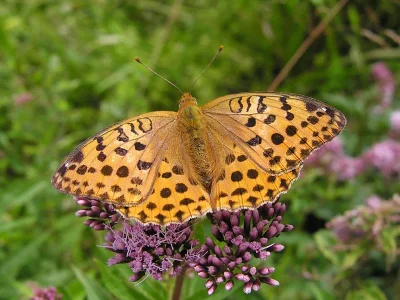 Argynnis (Argyronome) laodice