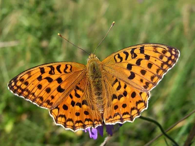 Argynnis (Fabriciana) adippe