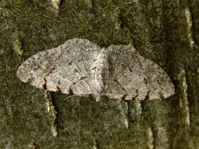 Aethalura punctulata