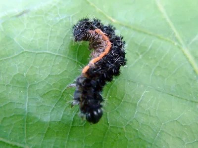 Eilema (Agenjoa) lurideola