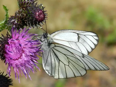 Aporia crataegi