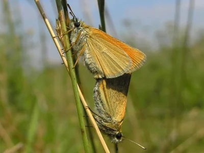 Thymelicus lineola