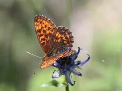 Boloria (Clossiana) thore