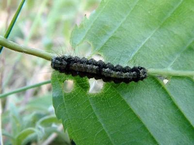 Eilema (Katha) depressa