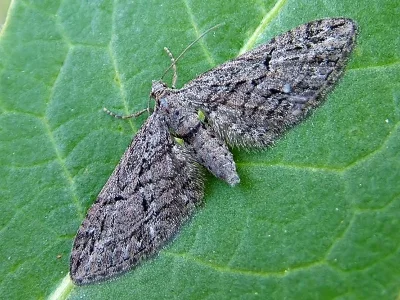 Eupithecia oxycedrata