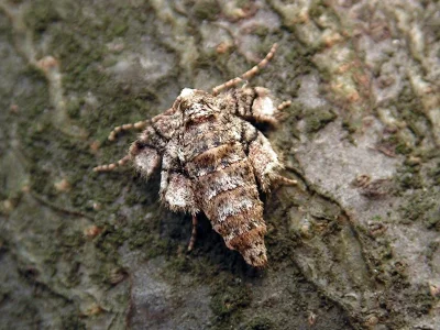 Agriopis marginaria