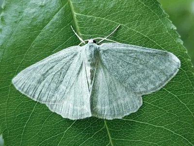 Pseudoterpna pruinata