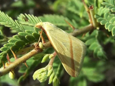 Rhodometra sacraria