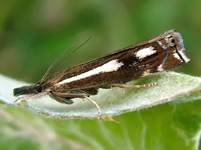 Crambus heringiellus