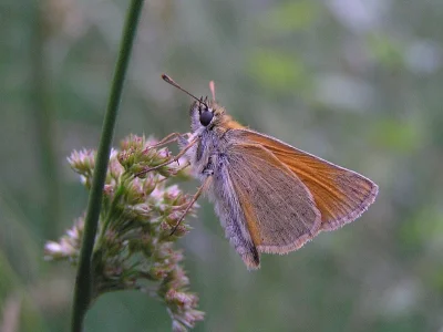 Thymelicus sylvestris