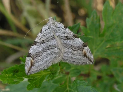 Aplocera plagiata