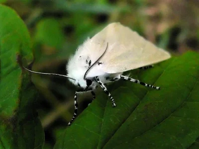 Leucoma salicis